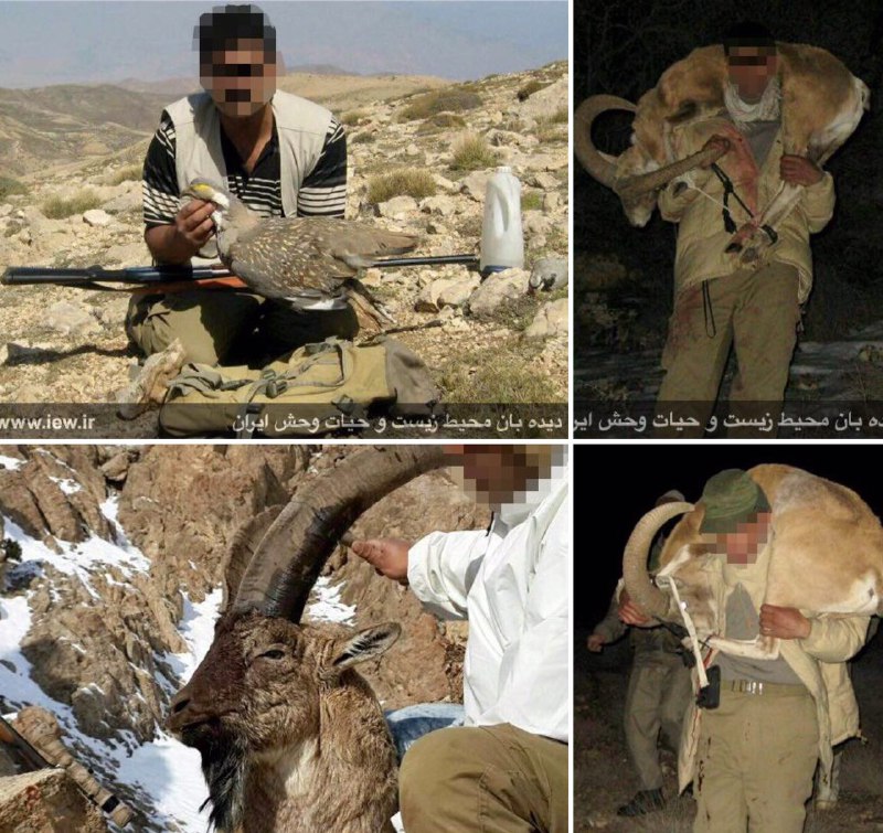 عامل کشتار یک کبک درى یک قوچ و یک کل وحشى در شهرستان جلفا شناسایى و به مراجع قضایى معرفى شد.. www