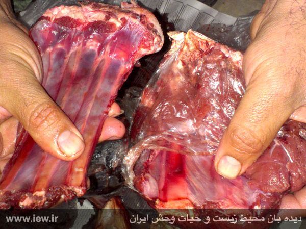 اجزای بدن دو قوچ و میش وحشی از خانه یک شکارچی متخلف در دامغان کشف و ضبط شد …پایگاه خبری. www