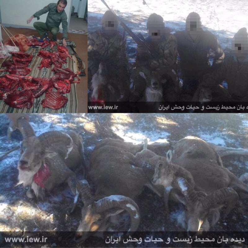 عاملین شکار غیرمجاز سه قوچ و یک میش وحشی در پارک ملی گلستان دستگیر شدند …پایگاه خبری. www