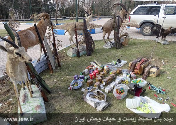 اجزای بدن پلنگ، آهو، قوچ، کل، عقاب، ٣ اسلحه و تعداد زیادى فشنگ از مخفیگاه شکارچیان حرفه اى در زنجان کشف شد …دیده بان محیط زیست