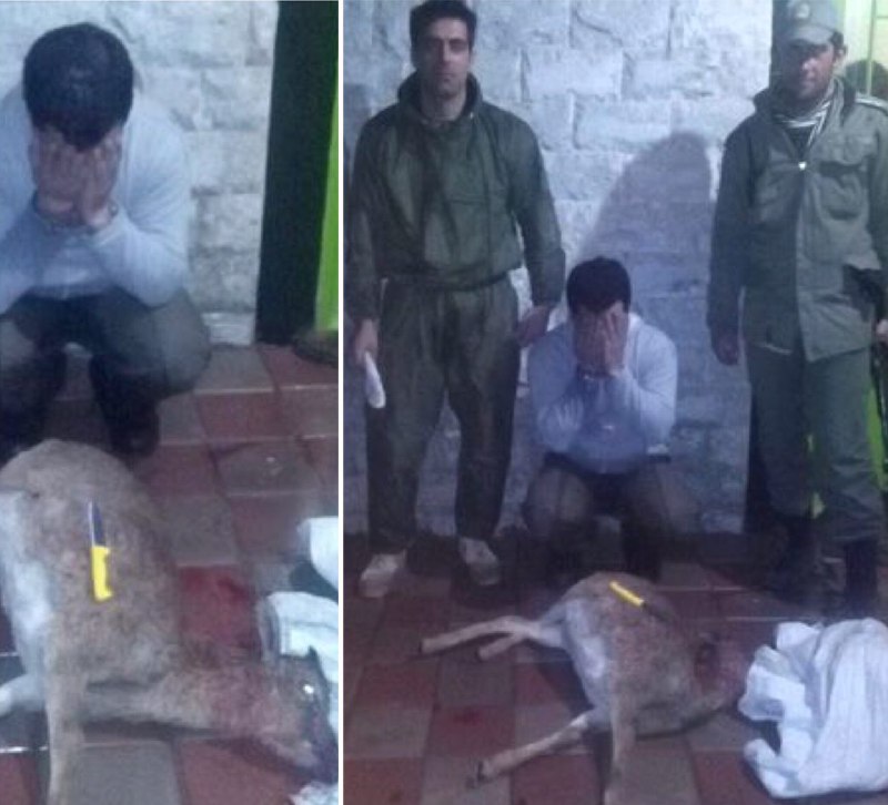 عامل شکار غیرمجاز یک میش وحشی در منطقه حفاظت شده ورجین تهران دستگیر شد …پایگاه خبری. www