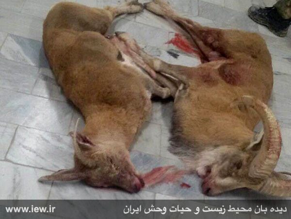 عاملین شکار غیرمجاز یک قوچ و یک میش وحشی در شهرستان شاهرود دستگیر شدند …پایگاه خبری. www