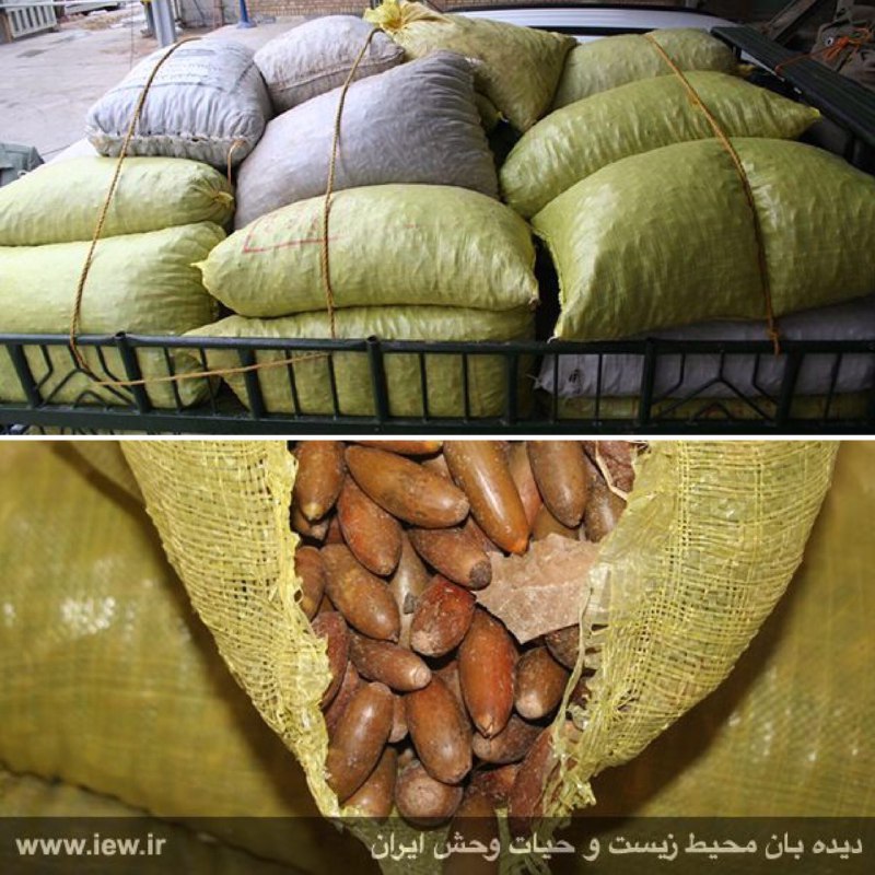 سه تن چوب جنگلی و ۲۳۰۰ کیلوگرم بذر بلوط در کهگیلویه و بویراحمد از قاچاقچیان کشف و توقیف شد …دیده بان محیط زیست و حیات وحش ایران