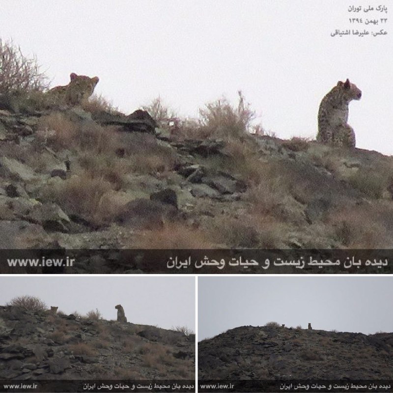 در رخدادی کم نظیر از دو پلنگ ایرانی همزمان در پارک ملی توران تصویربرداری شد …پایگاه خبری. www