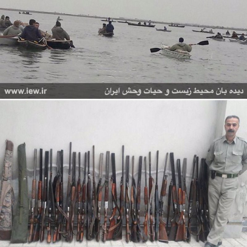 درجریان عملیاتى در پناهگاه حیات وحش میانکاله در روزهاى اول ودوم بهمن ۳۲ اسلحه شکارى از شکارچیان متخلف توقیف شد