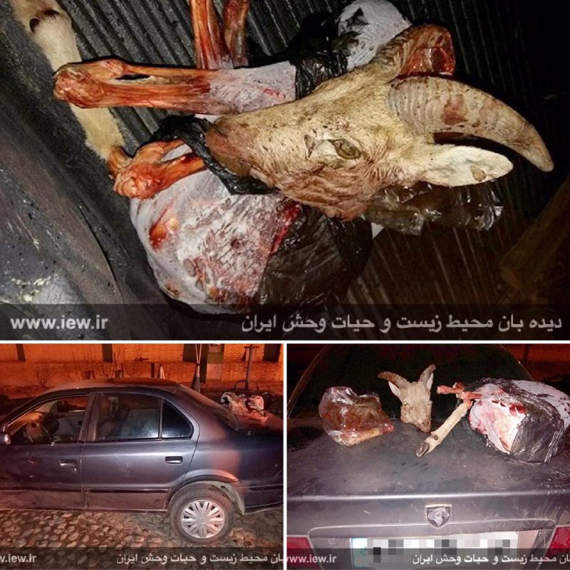 لاشه قوچ وحشی از داخل یک خودروی سمند در حاشیه پارک ملی قمیشلوى اصفهان کشف شد …پایگاه خبری. www