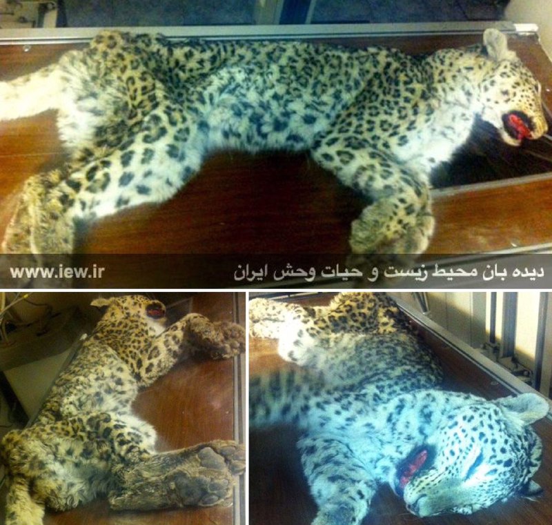 لاشه یک پلنگ ماده در پارک ملی تندوره کشف و جهت تعیین علت مرگ به تهران منتقل شد …پایگاه خبری. www