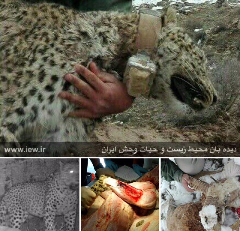 توضیحات مدیر و دامپزشک پروژه پلنگ پیرامون مرگ ماده پلنگ مجهز به گردنبند ردیاب …پایگاه خبرى. www