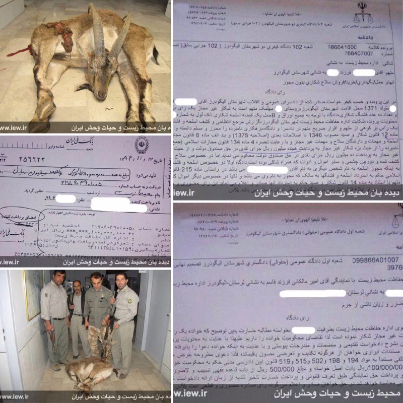 عامل شکار غیرمجاز یک کل وحشى در الیگودرز به پرداخت ١٢٨میلیون ریال جزاى نقدى محکوم شد …دیده بان محیط زیست و حیات وحش ایران