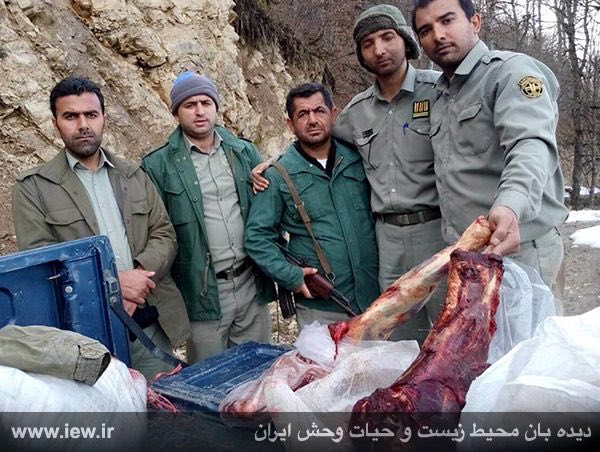 در تطیلات نوروز عاملین شکار یک مرال ماده در مناطق جنگلى نوشهر دستگیر شدند …دیده بان محیط زیست و حیات وحش ایران