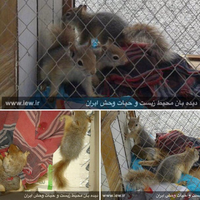 چهار سنجاب زنده از قاچاقچیان حیات وحش در سیستان و بلوچستان کشف شد …دیده بان محیط زیست.. www. iew