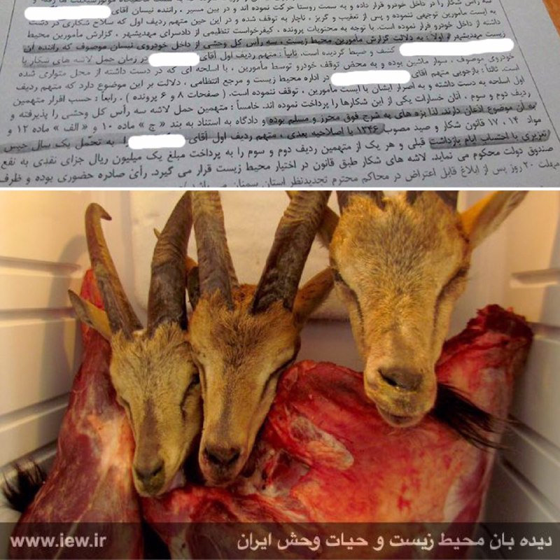 عاملین شکار سه کل وحشی در مهدیشهر سمنان به یکسال حبس و جزای نقدی محکوم شدند …پایگاه خبری. www