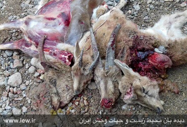 عامل شکار یک کل، یک بز و دو بزغاله وحشی بوسیله اسلحه کلاشینکف در فیروزکوه روانه زندان شد …دیده بان محیط زیست و حیات وحش ایران