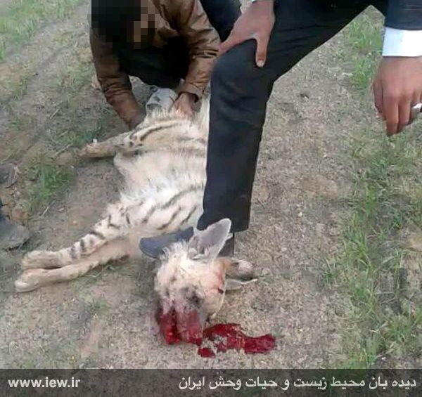 عاملین شکنجه و کشتار بیرحمانه یک کفتار توسط یگان محیط زیست فریمان شناسایى و به دادسرا احضار شدند …دیده بان محیط زیست