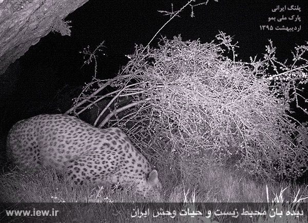 از پلنگ ایرانی در پارک ملی بمو شیراز تصویربرداری شد …دیده بان محیط زیست.. www. iew