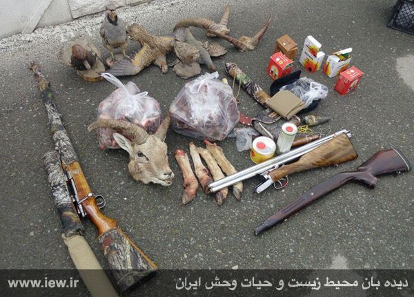 اجزای بدن سه قوچ وحشی، تعدادى پرنده و دو اسلحه از خانه شکارچی متخلف در اسلامشهر کشف وضبط شد.. www