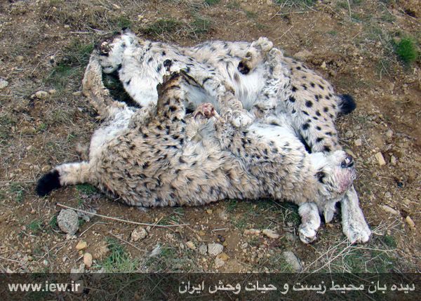 دو سیاهگوش نر و ماده در آبیک قزوین از بین رفتند …دیده بان محیط زیست و حیات وحش ایران.. www. iew