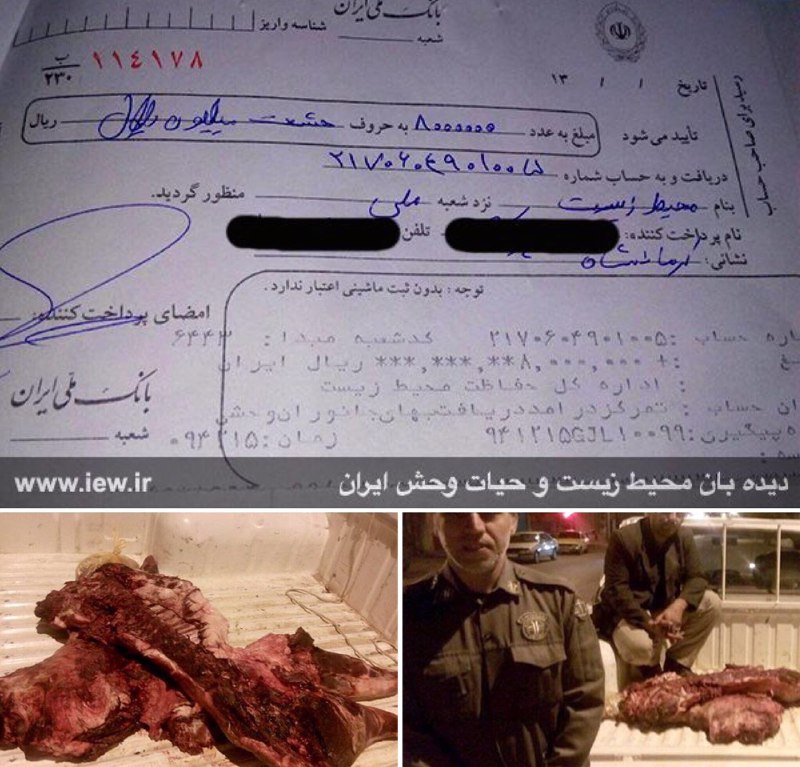 عاملین شکار یک خوک وحشى در الیگودرز پس از واریز هشت میلیون ریال جریمه به دادگاه معرفى شدند.. www