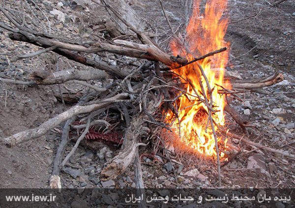 لاشه ١٠ قوچ ومیش وحشى در پارک ملى سرخه حصار مشاهده شد که احتمالا بر اثر بیمارى طاعون ازبین رفته‌اند …دیده بان محیط زیست