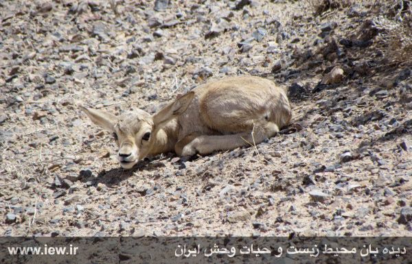 از یک بره جبیر تازه متولد شده در پارک ملی سیاهکوه یزد تصویر برداری شد.. دیده بان محیط زیست. www