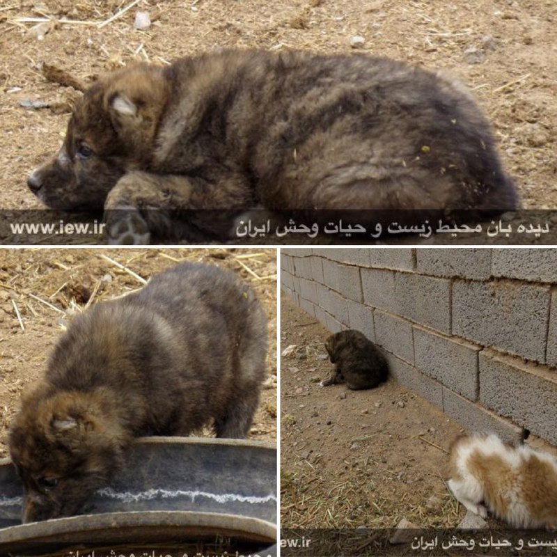 یک نفر از عاملین زنده گیرى شش توله گرگ در شهرستان خواف دستگیر و یکى از توله گرگها از منزل وى کشف و ضبط شد