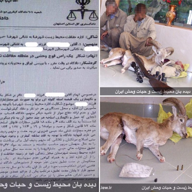 عاملین شکار غیرمجاز قوچ وحشی در شهرضا به حبس، یکصد میلیون ریال جزاى نقدى و همکارى با محیط زیست محکوم شدند