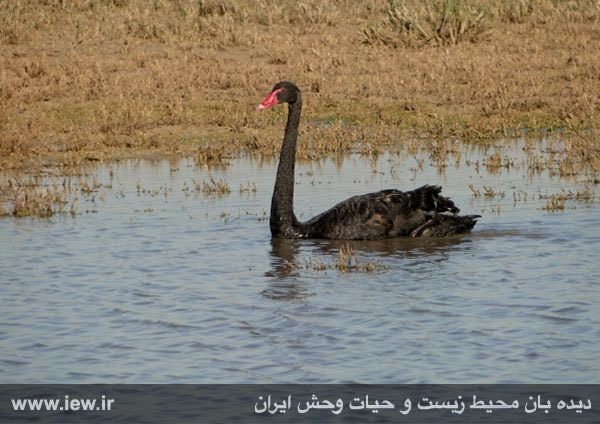 برای نخستین بار یک قوی سیاه در عرصه‌های طبیعی کشور (تالاب مند در استان بوشهر) مشاهده شد …دیده بان محیط زیست و حیات وحش ایران