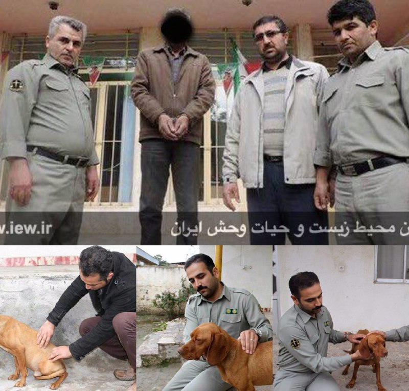 عامل ضرب و شتم بیرحمانه یک سگ در استان گلستان دستگیر شد.. www