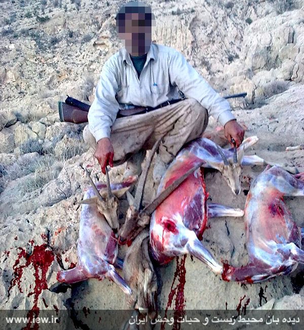 عامل کشتار یک کل و دو بز وحشی از طریق عکس یادگارى در دهدشت شناسایی و به دادگاه معرفی شد …دیده بان محیط زیست و حیات وحش ایران