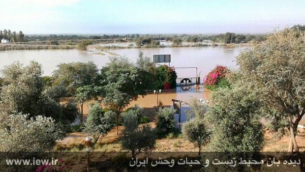 سایت گوزن زرد در دزفول بر اثر سیل به زیر آب رفت.. دیده بان محیط زیست