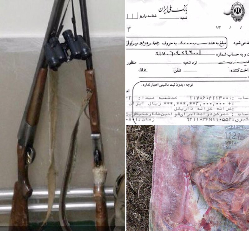 عاملین شکار غیرمجاز دو عدد کبک در بانه پس از واریز ٤میلیون ریال جریمه به دادگاه معرفی شدند …دیده بان محیط زیست و حیات وحش ایران