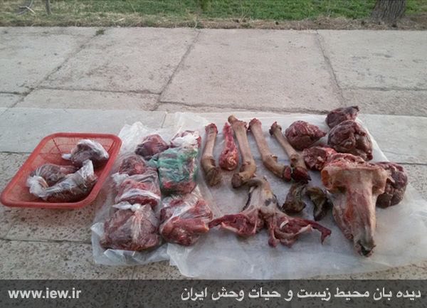 عاملین شکار غیرمجاز یک قوچ وحشی باتلاش محیطبانان اسفراین شناسایى و دستگیر شدند …پایگاه خبری. www