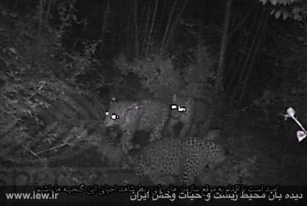 در رخدادی کم نظیر از سه پلنگ بصورت همزمان در مناطق جنگلی سوادکوه تصویر برداری شد …دیده بان محیط زیست