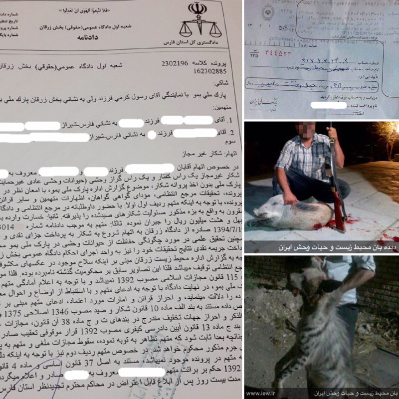 قاضى دادگاه عمومی زرقان با صدور حکمى هوشمندانه توبه ى شکارچی خوک وحشی و کفتار را پذیرفت.. www