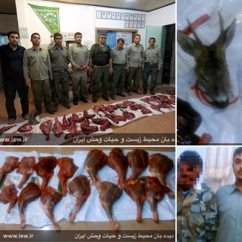 عاملین شکار غیرمجاز چهار قوچ وحشی و یک شوکا در پارک ملی گلستان به مراجع قضایى معرفى شدند.. www