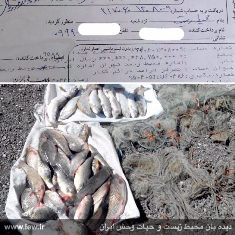 عامل صید غیرمجاز ۹ قزل آلای خال قرمز و ۱۷ کپور در لار پس از واریز ٢٨/٧٠٠/٠٠٠ ریال جریمه جهت رسیدگى به جنبه جزائى جرم به دادگاه معر