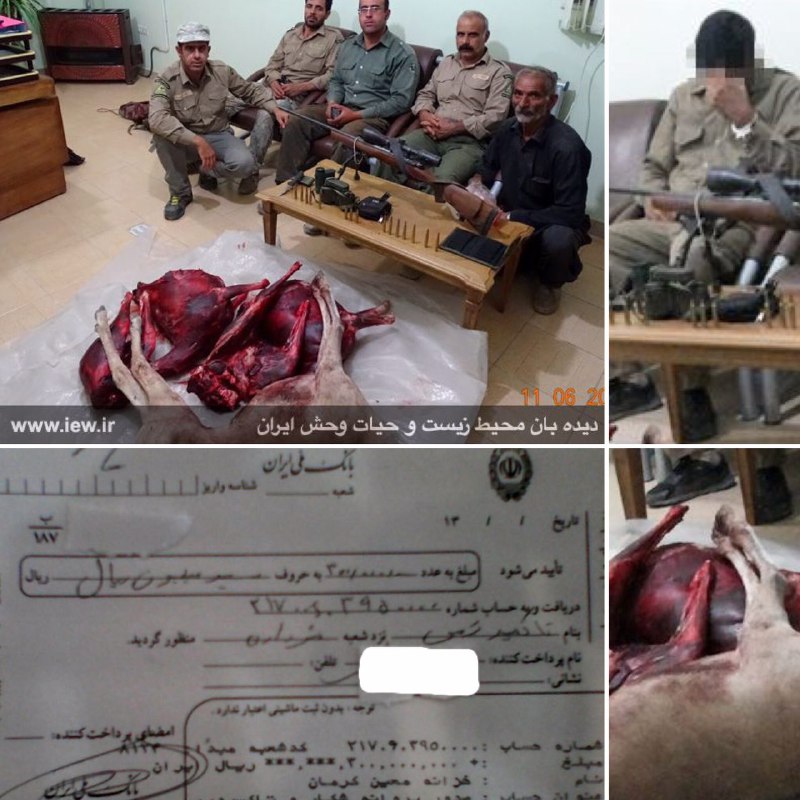 عاملین شکار ۳ قوچ وحشی در رفسنجان پس از واریز سیصد میلیون ریال جریمه نقدى، جهت رسیدگى به جنبه جزائى جرم به دادگاه معرفی شدند