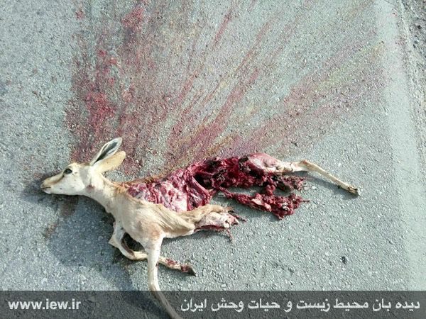یک جبیر ماده که احتمالا بره شیرخواره نیز داشته است بر اثر برخورد با خودرو در محور چوپانان – اردکان در پناهگاه حیات وحش عباس آباد ا