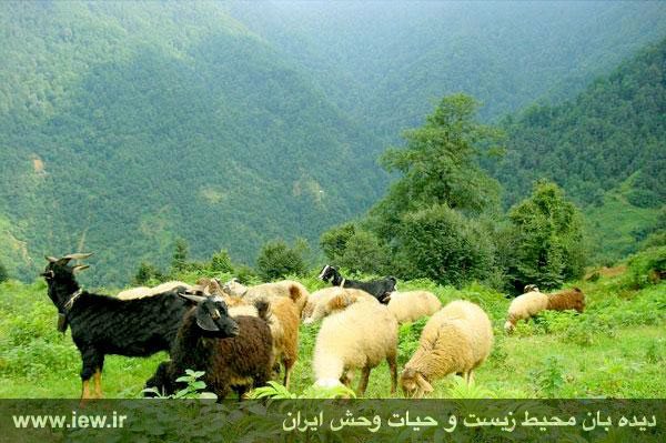 دامداری سنتی، عامل نابودی حیات وحش ایران.. جزئیات کامل در. دیده بان محیط زیست