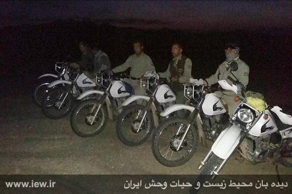 توله یوزپلنگى که مادر خود را طى تصادف جاده اى از دست داد، امروز مشاهده نشده است
