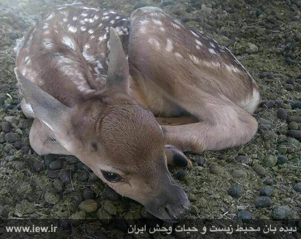 دومین گوساله گوزن زرد ایرانی در کلینیک حیات وحش پردیسان متولد شد.. دیده بان محیط زیست