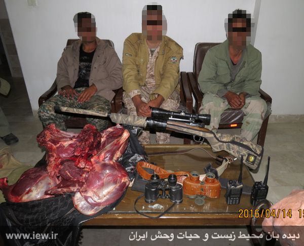 عاملین شکار غیرمجاز یک میش وحشی در منطقه حفاظت شده کالمند مهریز بهمراه یک اسلحه گلوله زنى غیرمجاز دستگیر شدند