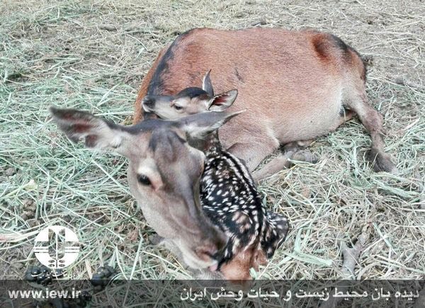 ششمین گوساله مرال طى ماه جارى در پناهگاه حیات وحش سمسکنده ساری متولد شد.. دیده بان محیط زیست. www