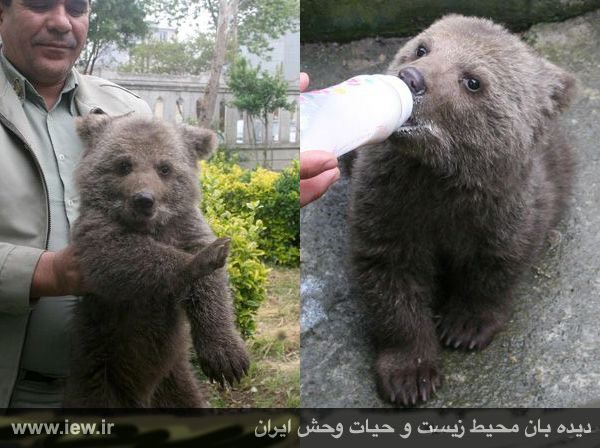 یک توله خرس قهوه‌ای به اداره محیط زیست رضوانشهر تحویل شد …دیده بان محیط زیست.. www. iew