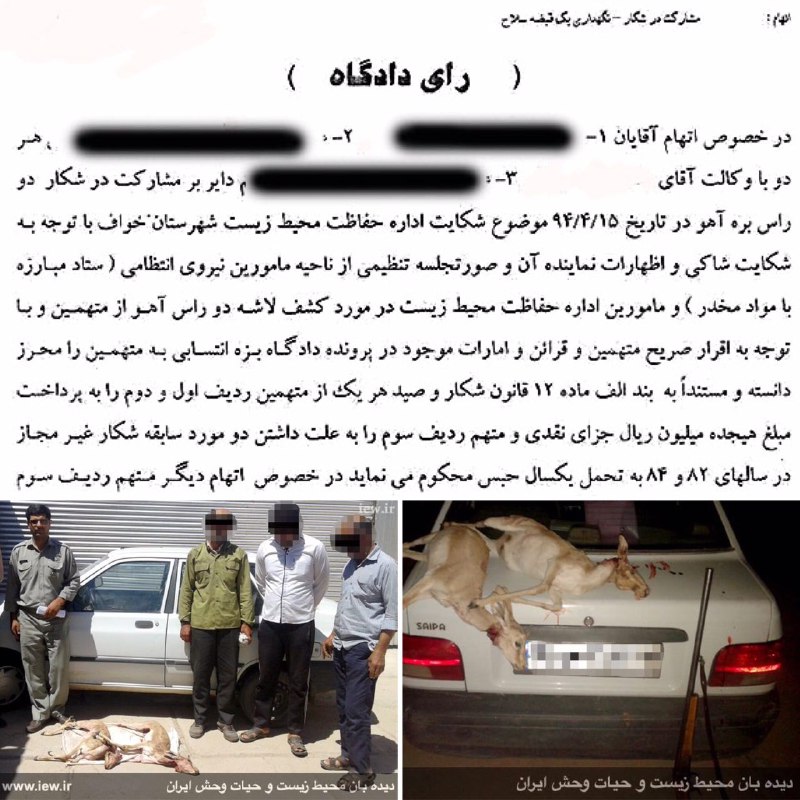 عاملین شکار دو بره آهو در خواف به جزای نقدی و یک سال حبس محکوم شدند …دیده بان محیط زیست. www. iew