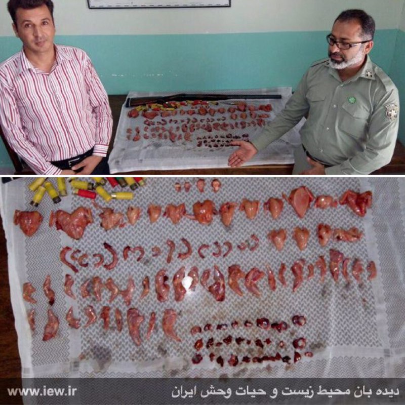 عاملین کشتار بیرحمانه یک ماده تیهو و شانزده جوجه‌اش در بندرلنگه دستگیر شدند.. دیده بان محیط زیست