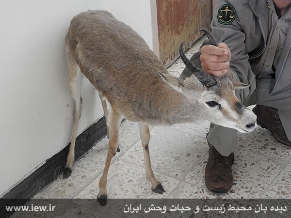 یک آهوی نر دوساله از خانه شخصى متخلفی در فریدن اصفهان کشف شد.. دیده بان محیط زیست.. www