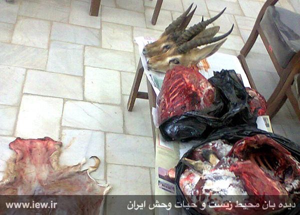 عاملین شکار دو آهوى جوان در شهرستان خاتم بازداشت و روانه زندان شدند …دیده بان محیط زیست.. www. iew