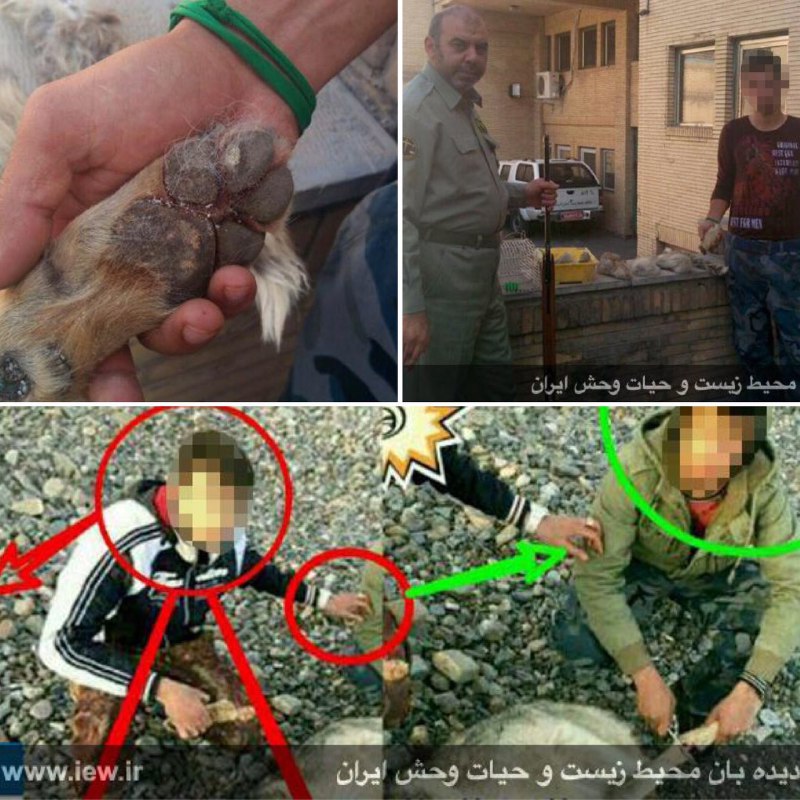 یکی از دو عامل کشتار سگ سانان که مدتى متوارى بود پس از حکم قضایى و کشف اجزاى بدن روباه و گرگ از خانه‌اش، روز گذشته خود را به اداره