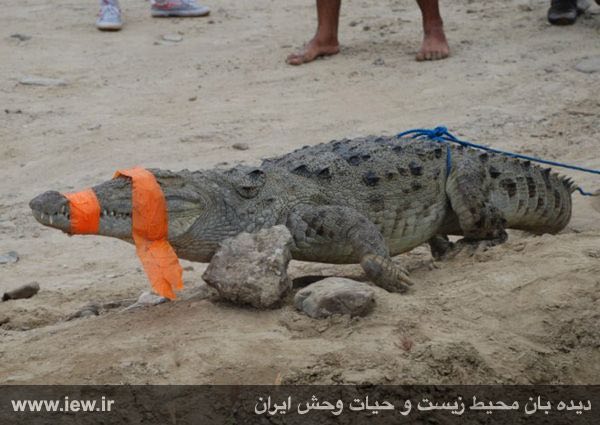 متاسفانه بعد از ظهر امروز یک کودک چابهارى بر اثر حمله تمساح جان خود را از دست داد.. www